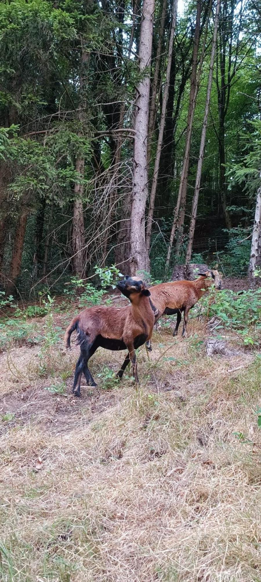 La Fontaine Aux Enfants - Gr5 - Chambre Avec Sdb Privee Abreschviller Esterno foto